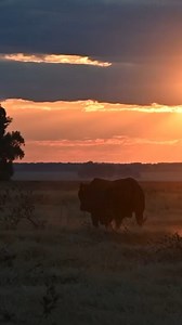 #thefutureisbright | Selection using breeding values and phenotype...