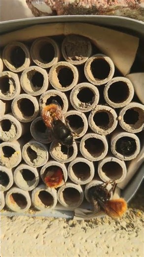 Garden view from the window, sunny and bees are loving it, pleasure to observe them#garden#subscribe