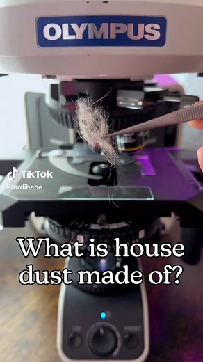 Another one mites the dust 🥲 There is a lot of stuff that can be found in dust and it varies between houses and the life habits of their residents. The main components though are usually microfibres from clothes, hair from humans and pets, dead skin cells, dead bugs, dry food, plant matter, soil particles , pollen, algae, fungi, bacteria, certain polluants (PCB, plasticizers and flame retardants) and behold…. DUST MITES!! 🕷️ Unlike popular belief, dust mite aren’t insects but arachnids and are