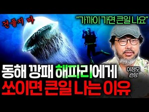 Why the ever-increasing jellyfish population off the Korean Peninsula survived a mass extinction ...