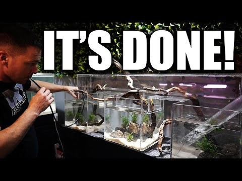 TRIPLE FISH BRIDGE! Connecting 3 aquariums. The Set Up and scape!