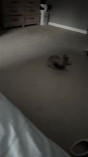 braydenandmama (@braydenandmama)’s videos with Weirdest Pets - The Dodo