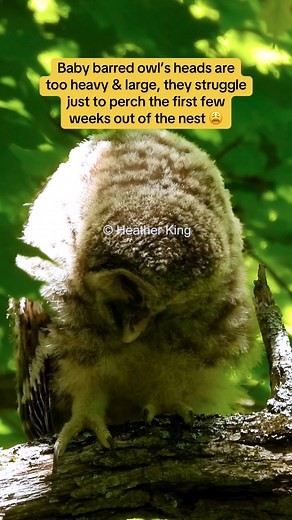 Baby barred owls have large heads and they are very heavy making perching exhausting the first few weeks out of the nest. There’s a tragic irony in calling this a “management strategy”: the very Spotted Owls that are being “saved” were themselves pushed to the brink by decades of logging and habitat destruction. While their forests were clear-cut, Barred Owls quietly expanded into those now-fragmented territories. Instead of restoring the land, the proposed solution is to obliterate 1/2 a millio