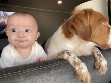 Dog and Baby Look Out Window Together