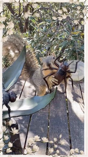 Funny Squirrel Fighting For Walnut | #wildlife #wild #animals #nature #walnut #food #fighting #games