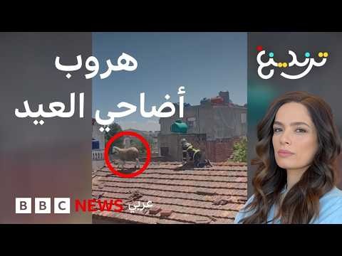 من المغرب إلى الجزائر… فيديوهات طريفة لهروب أضاحي العيد