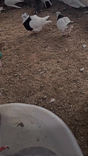 Pigeons in Outdoor Aviary: Colorful Movement Display