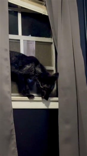 What Sounds Do Foxes Make? | Common Fox Vocalizations (Chirps, Chatters, and Screams)