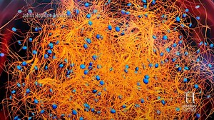 94K views · 240 reactions | Researchers at Johns Hopkins Bloomberg School of Public Health are growing full human “mini-brains” to ultimately save the lives of real people and animals. #HistoryNOW | HistoryNow | Facebook