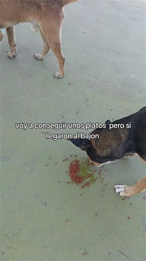 donativos que nos dan los asistenten y siguen apoyando la esvena 420 y de recoleccion de alimentos para perros