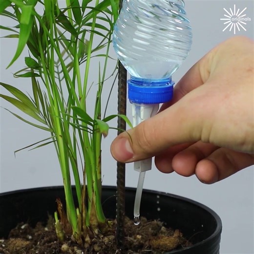 51K views · 180 reactions | Self watering plant DIY! | Bee Inspired | Facebook