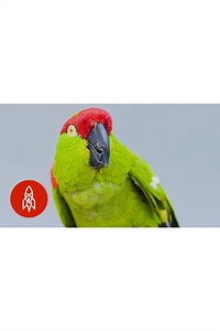 Julia, the thick-billed parrot, North America's last parrot