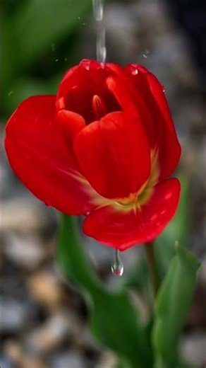 Spring Is Coming… Watch This Tulip Bloom 🌷
