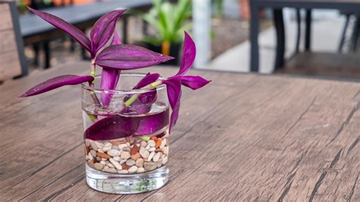 8 Houseplants That Are Really Easy To Propagate