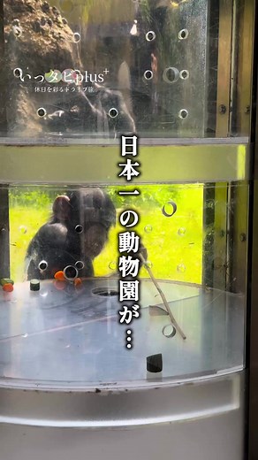 のいち動物公園｜高校生まで無料・大人470円で楽しむジャングル体験