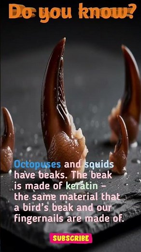 Your Fingernails and an Octopus's Weapon are the SAME?! (Cephalopod Beaks Explained)| #facts