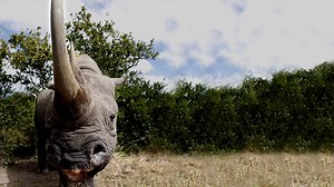 Rhinoceroses: The Curese of the Magic Horn