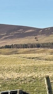 LAPWING MATING DISPLAY - An amazing mating display recorded on one of our estates in the Angus Glens. You could watch and listen to these birds all day! Filmed on Rottal Estate #lapwing #moorlands #wildlife #wehavewildlife #gamekeeper #scotland #angusglens | Angus Glens Moorland Group