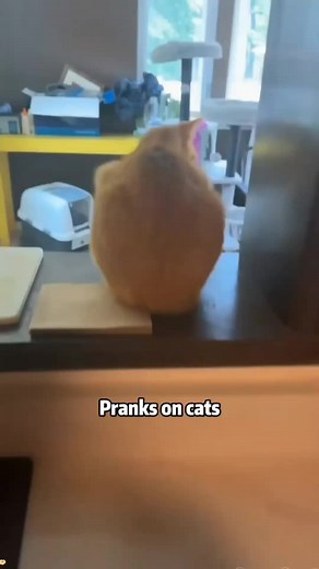 Fun Cat Pranks That Will Make You Laugh Out Loud