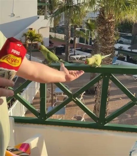 Feeding the canaries Lanzarote