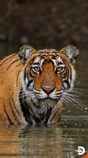 She is called Panthera tigris tigris, but in the mangroves and forests of eastern India, she is simply presence, felt before she is ever seen. A Royal Bengal tigress moves differently from her male counterparts, not announcing power but carrying it quietly, stitched into every step, every pause, every decision. She is hunter, mother, border-keeper, and memory-maker of the forest, teaching her cubs not just how to kill, but how to disappear, how to read wind, water, and silence. In landscapes sha