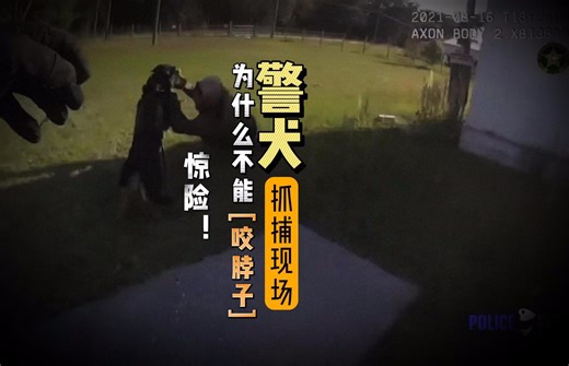 惊险！【警犬抓捕现场】| 警犬为啥不咬脖子？