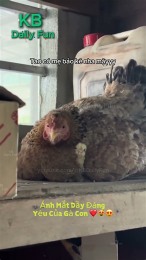 Chú Gà Con Đáng Yêu Núp Sau Lưng Mẹ, Ánh Mắt Sợ Hãi Mà Dễ Thương Muốn Tan Chảy #funny #petfunny