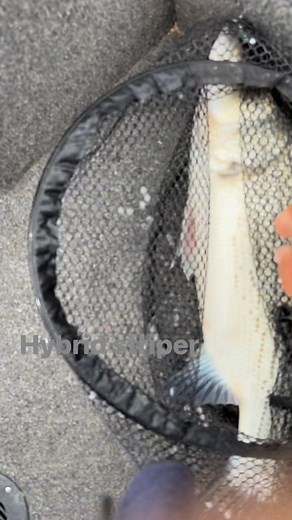 This hybrid from Carlyle lake weighed 5.60 pounds I have a video weighing it and releasing it I got a bunch of hybrids today and a few whites. I’ll put a pic of it in the comments Quit Wishin & Come Fishin!! #SlayTheDay #fishinglife #memoriesforlife #knowledgeispower | Fishin Adventures w/ A.J. Johnson