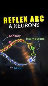 Ever heard about Reflex Arc? | Let's explore it today!! | #reels #biology #medico #shorts
