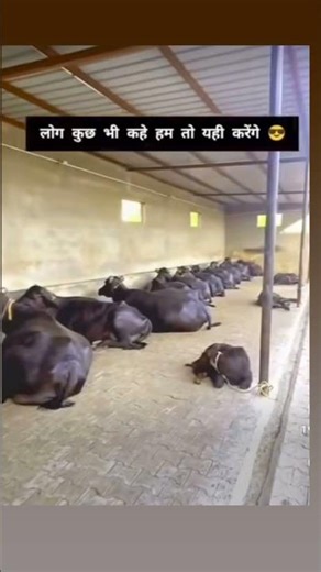 👳‍♀️👑શક્તિ ડેરી ફાર્મ 👑👳‍♀️