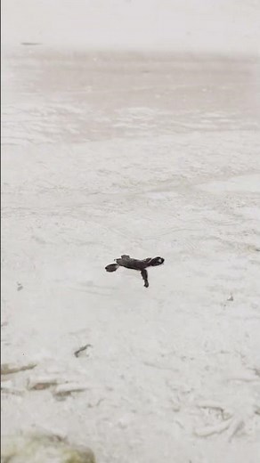 Jawakara Islands Maldives - Turtle Hatching