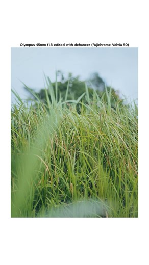 Olympus 45mm f1.8 prime lens #shortvideo #photography #digitalcreator #outdoors