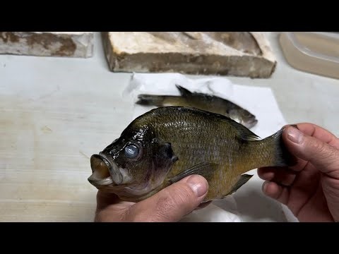 What Type of Sunfish is This? Plus Taxidermy Fish Skinning Info