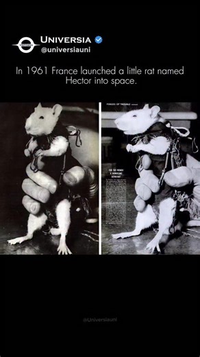 ᴜɴɪᴠᴇʀsɪᴀ on Instagram: "🐭🚀 He was small but he made space history In 1961 France launched a little rat named Hector into space. He spent only 8 minutes up there. But those 8 minutes changed everything. Hector carried sensors that helped scientists understand how living bodies react to weightlessness. He reached more than 90 miles above Earth. He came back home completely safe. No injury. No stress marks. Just a tiny hero with a giant story. #SpaceHistory #HectorTheRat #FirstSpaceRat #AnimalAs