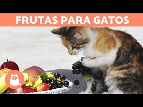 Las MEJORES FRUTAS para GATOS - Dosis y Beneficios