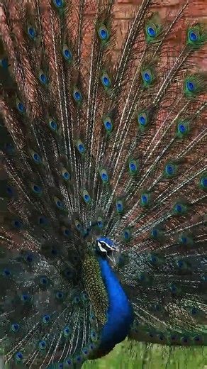 Peacock honking in the Morning with cuckoo bird sounds in nature #Peacock #nature #shorts