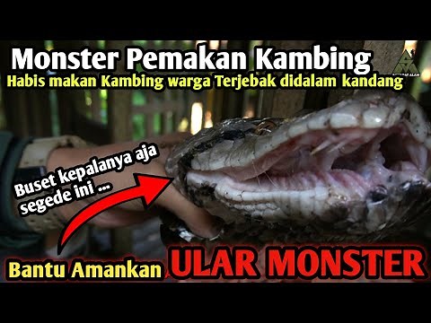 ULAR MONSTER BESAR PEMAKAN KAMBING WARGA TERTANGKAP! SEMUA TURUN IKUT MEMBANTU! WARGA KETAKUTAN