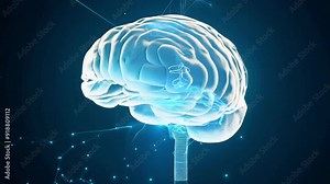 A detailed exploration of the human brain's structure and neural networks, showcasing intricate connections and functions in vibrant digital form.