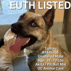 7.7K views · 735 reactions | Very sad to report...Tamale was...