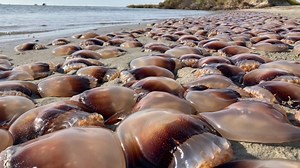 Swarm of jellyfish washes up on Ocracoke Island