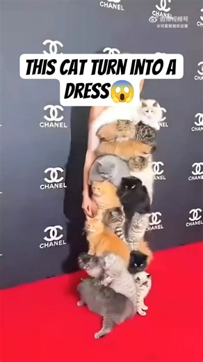 This cat becomes a beautiful dress 😱