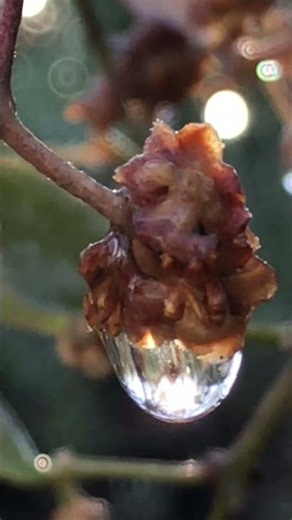 💧Raindrop Reflections💧🌈