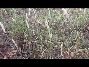 Manejo de capim-amargoso (Digitaria insularis)