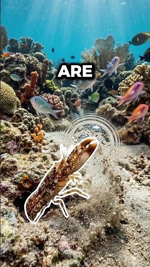 The Loudest Sound in the Ocean Comes From This Shrimp 🦐