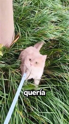 They almost... kidnapped him! 😱🙀