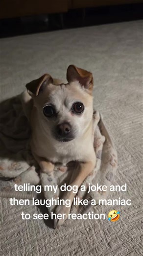 Funny Dog Joke Reaction Video