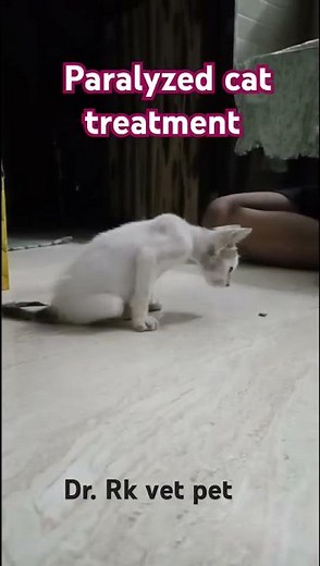 Paralyzed cat treatment ||#catvideos #shorts #treatment #animals #petslove