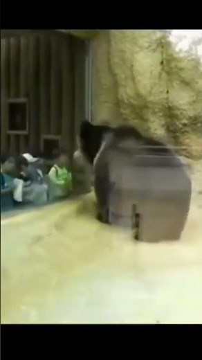 Hilarious Bear Dance Party! Watch This Funny Bear Bust Some Moves! 🐻#shorts