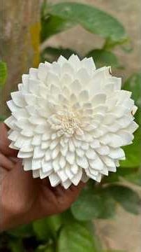 Handmade Beli Flower (Jasmine) from Shola Pith | Full Step by Step Process. 😱 #Amazing #beautify