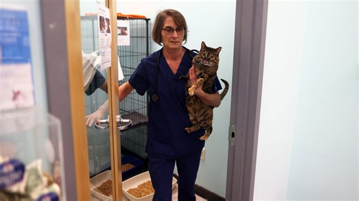 Your questions about cats and bird flu risk, answered